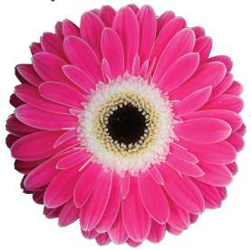 PINK EYECATCHER™