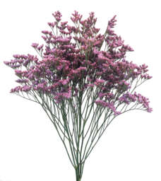 PIUMA™ SKY (former Safora™ Pink Sky)