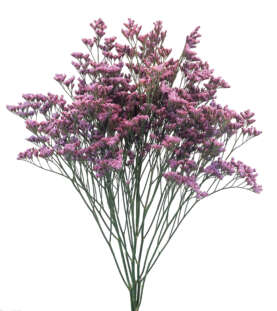 PIUMA™ SKY (former Safora™ Pink Sky)