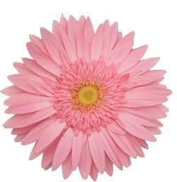 ROSA NOVA™