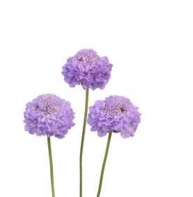 LAVENDER SCOOP™