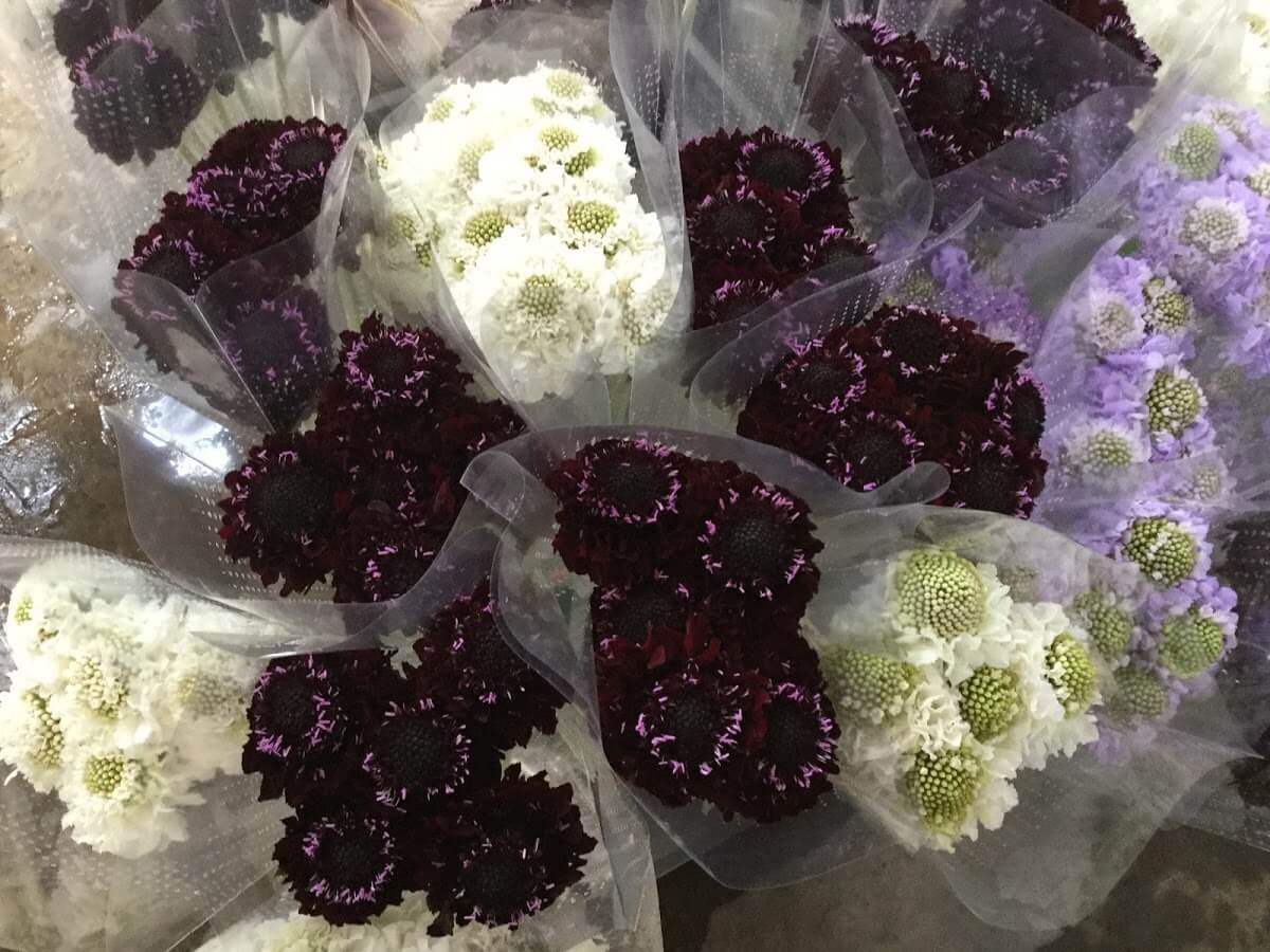 BLACKBERRY SCOOP™
