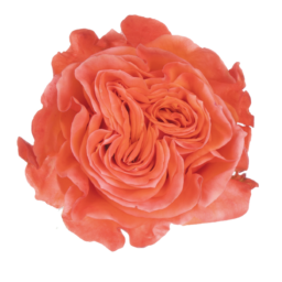 SENTI™ GLAM ECUADOR