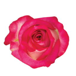 SENTI™ JOYFUL COLOMBIA