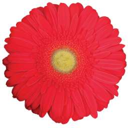 SPECIAL RED™