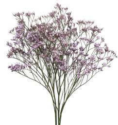 SAFORA™ LILAC