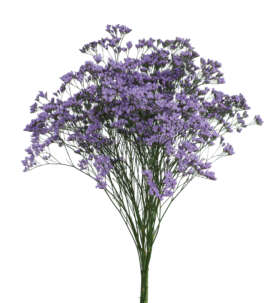 SAFORA™ BLUE-TIFUL