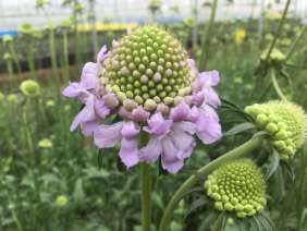 LAVENDER SCOOP™