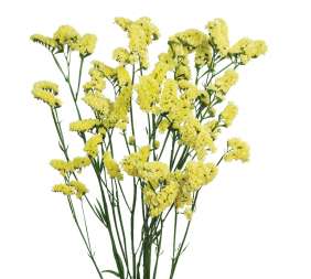 SINUET™ MAX YELLOW