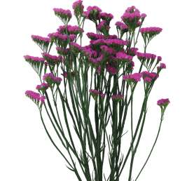 SINUET™ UP PINK