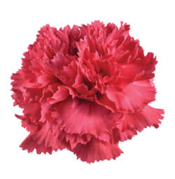 TESORO™ HOT PINK