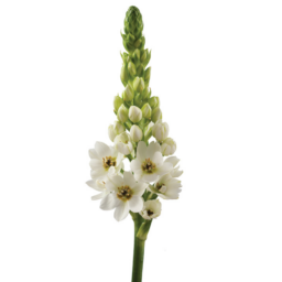 WHITE STAR™