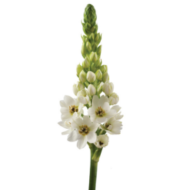 WHITE STAR™