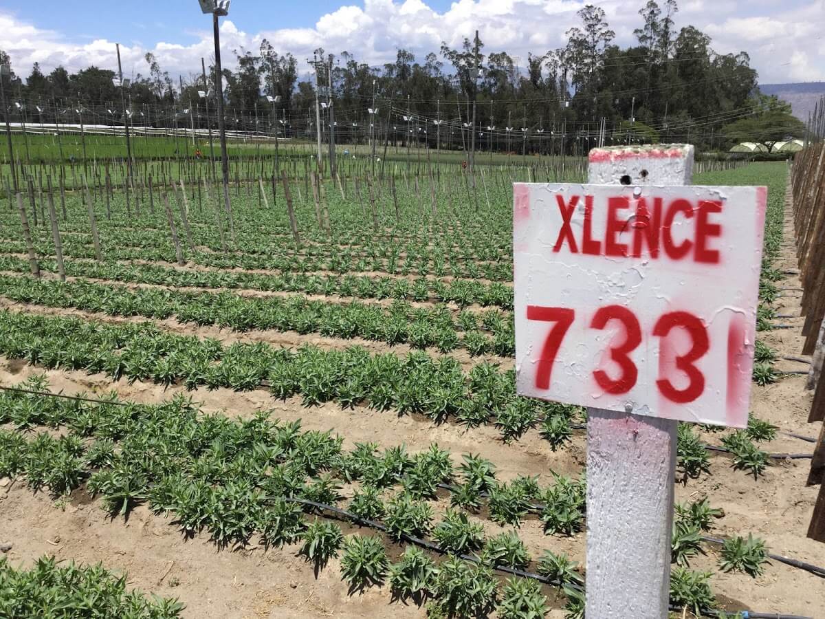 XLENCE®