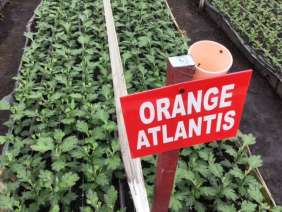ATLANTIS™ ORANGE