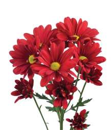 ATLANTIS™ RED