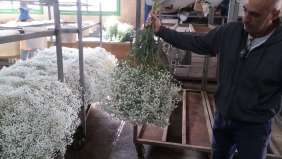 MY WHITE COSMIC™