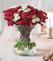 KALANCHOE CUTFLOWERS™ RED