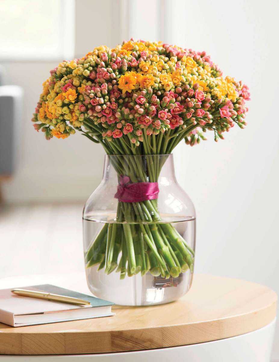 KALANCHOE CUTFLOWERS™ ORANGE
