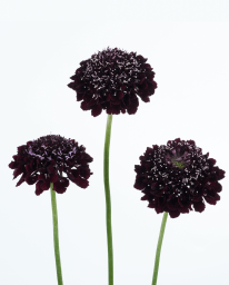 BLACKBERRY SCOOP™