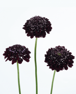 BLACKBERRY SCOOP™
