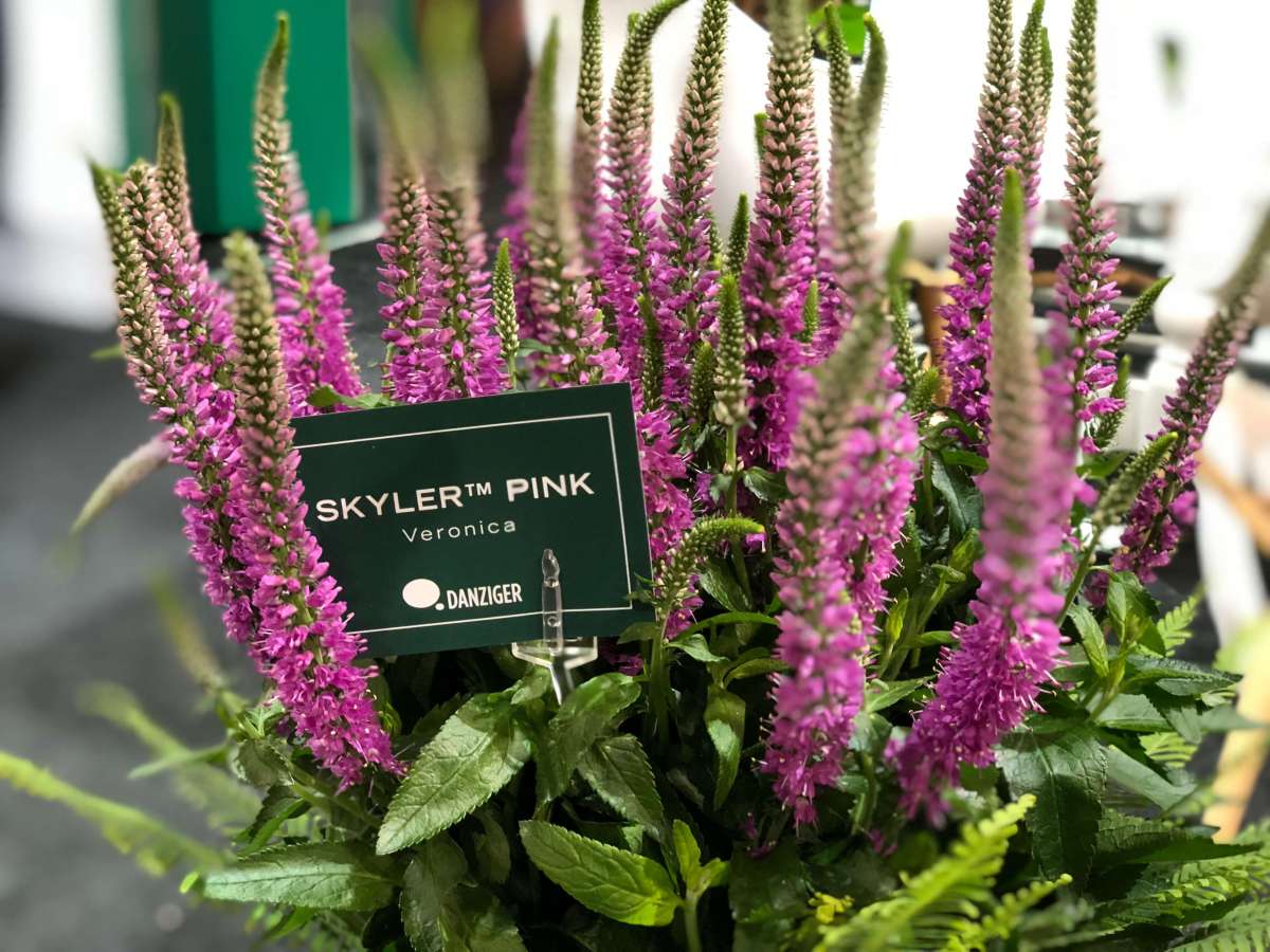 SKYLER™ PINK