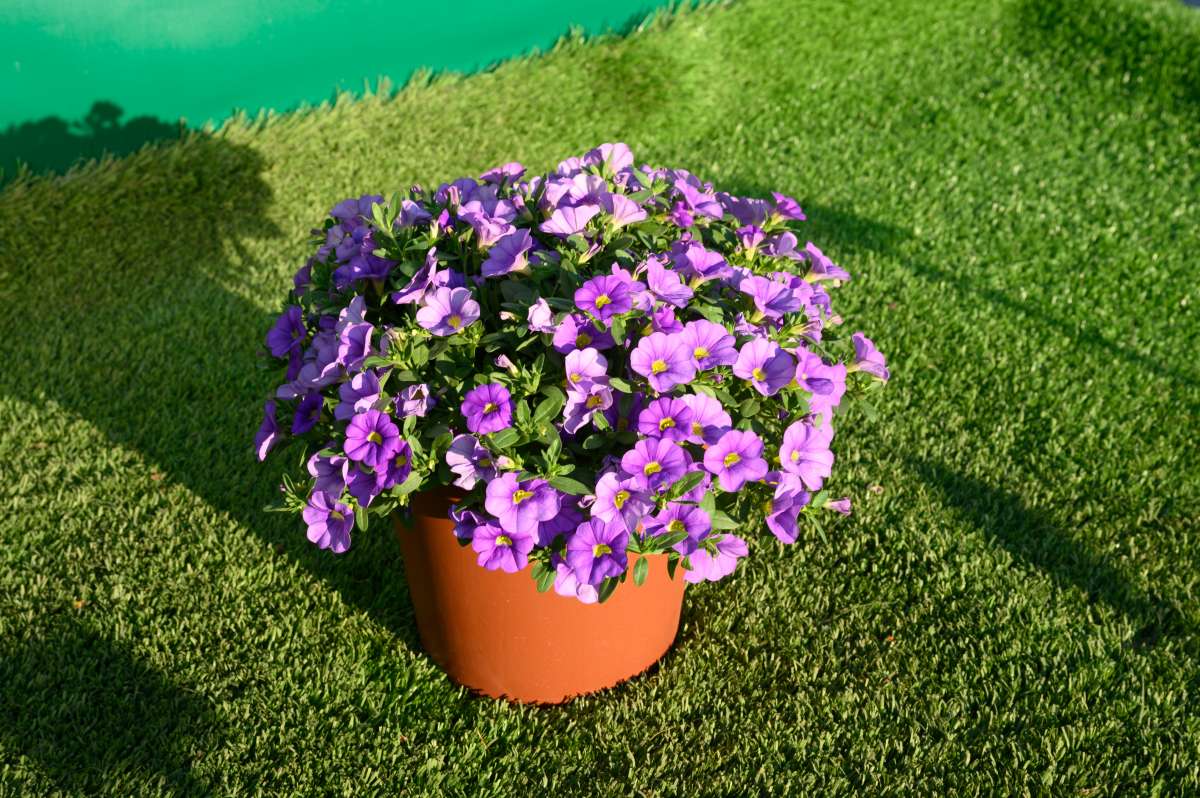 COLIBRI™ Dark Lavender