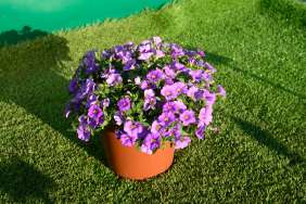 COLIBRI™ Dark Lavender