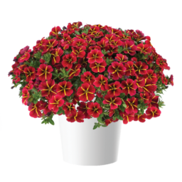 COLIBRI™ Exotic Red Bling