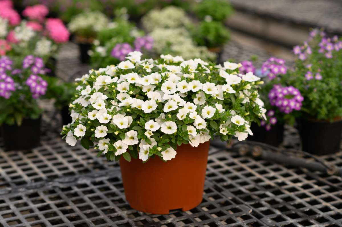 COLIBRI™ Pure White