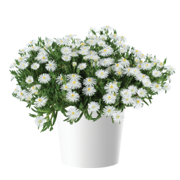 DELIGHTFUL™ White