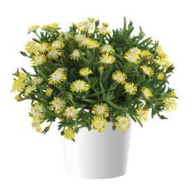 DELIGHTFUL™ Yellow