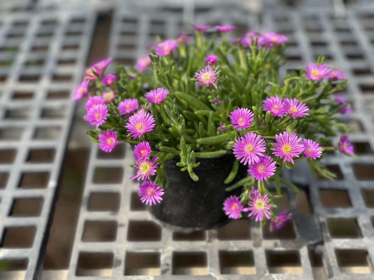 DELIGHTFUL™ Pink