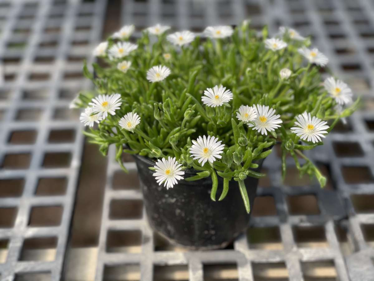 DELIGHTFUL™ White