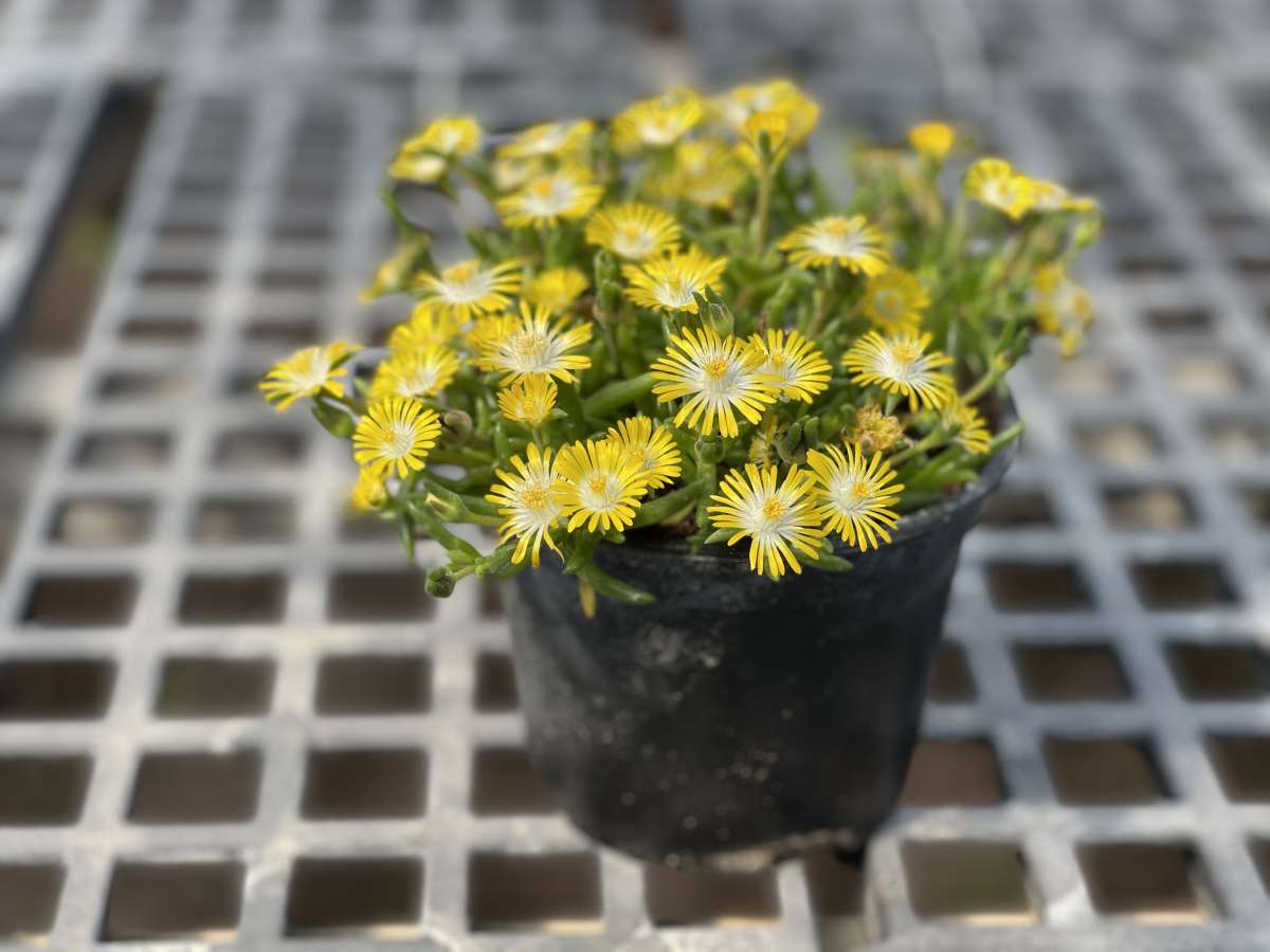 DELIGHTFUL™ Yellow