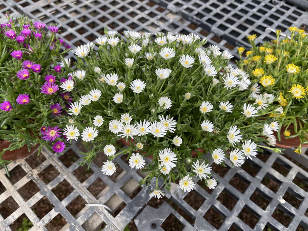 DELIGHTFUL™ White