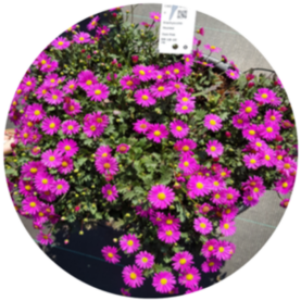 FRESCO™ Bright Pink