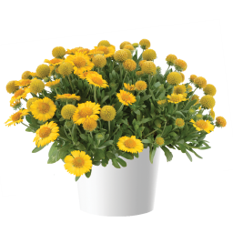 GUSTO™ Lemon