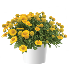 GUSTO™ Lemon