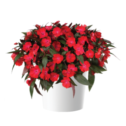 HARMONY® COLORFALL™ Dark Leaf Red