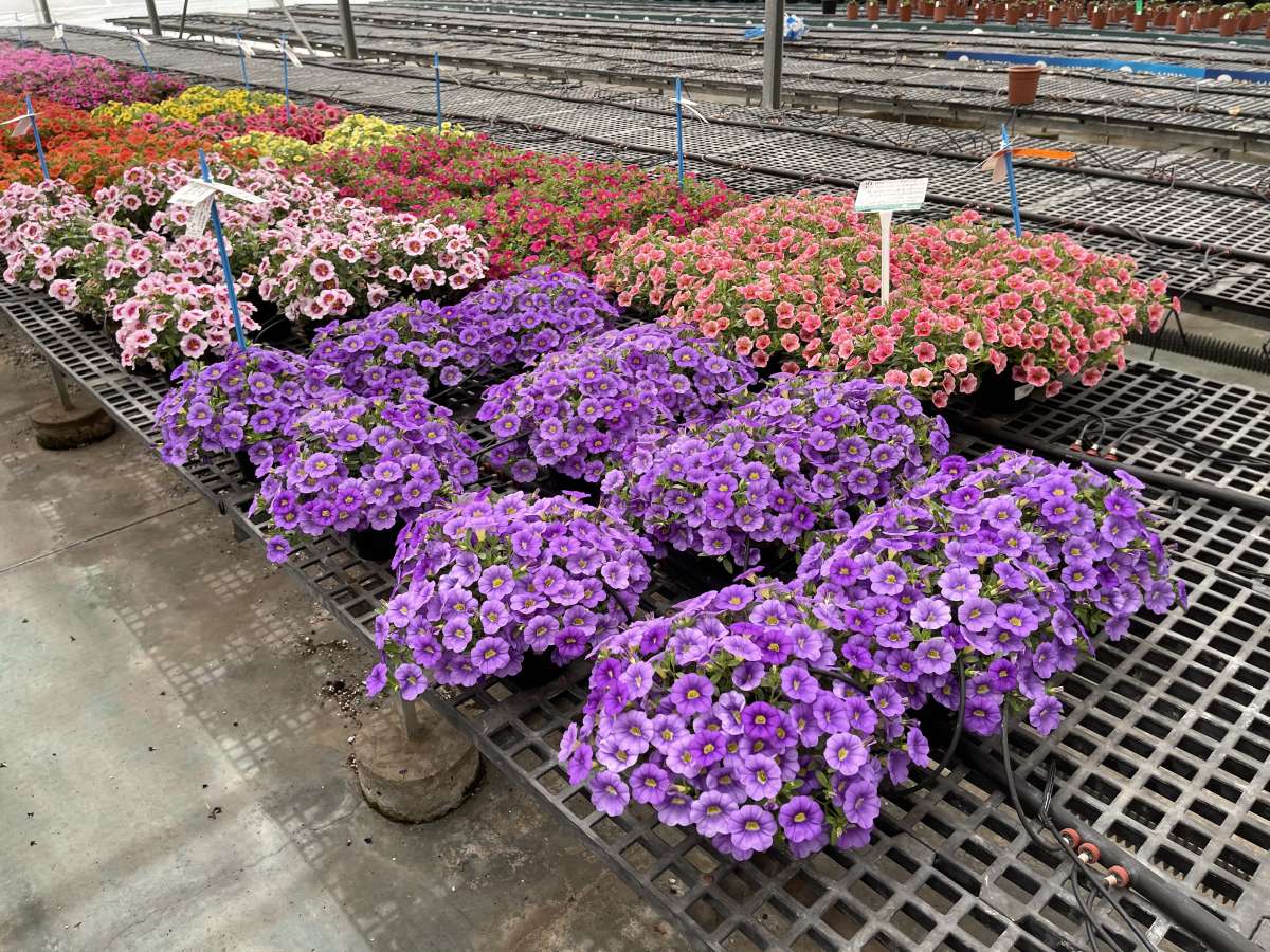 COLIBRI™ Dark Lavender