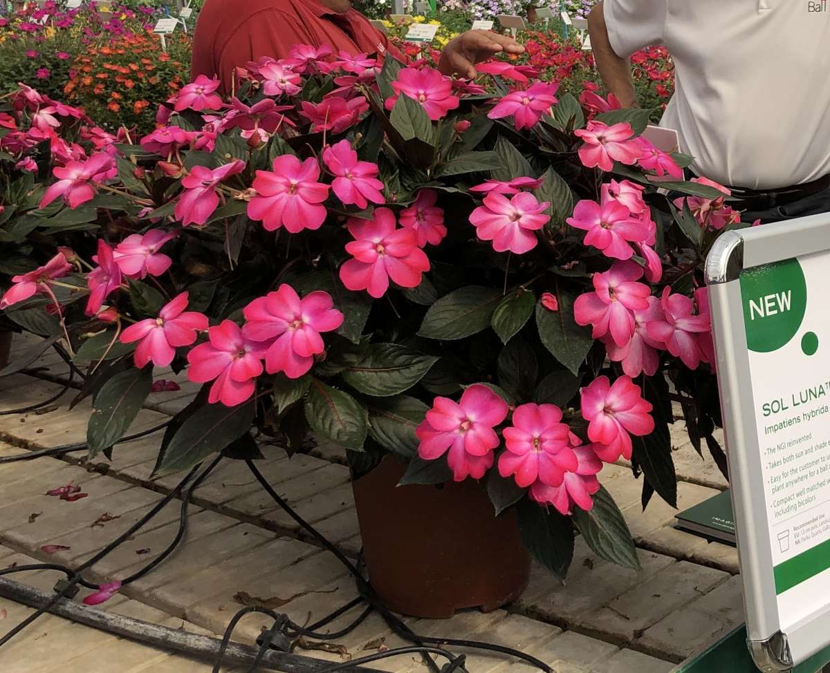 SOL LUNA™ Electric Pink