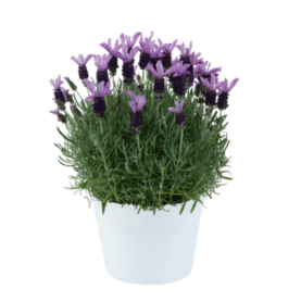 LAVEANNA™ Violet