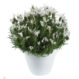 LAVEANNA™ White Frost
