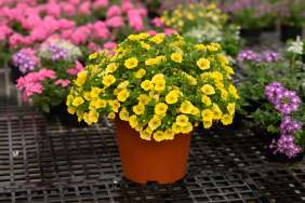 LIA™ Yellow improved