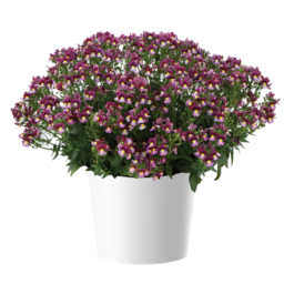 MENOR™ Dual Bordeaux