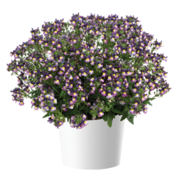 MENOR™ Dual Purple