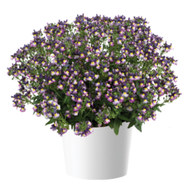 MENOR™ Dual Purple