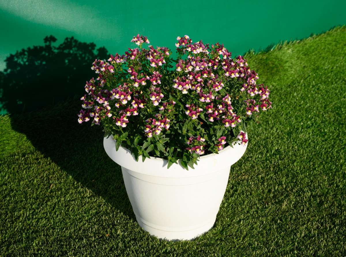 MENOR™ Dual Bordeaux