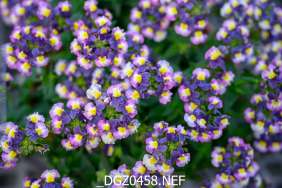 MENOR™ Dual Purple